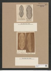 Navicula giebelii A.Schm. (de-Toni-Nr.: Genus 1, Species 274) Zeichnungen Sammlung Grunow Nr. 627 (NHMW-BOT-W0366991)